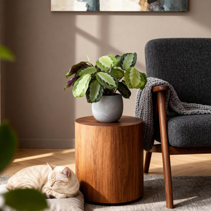 Green boutiQ - Zimmerpflanze - Maranta Fascinator Silverband - Gebetspflanze - Haustierfreundlich - Grün - 4 Pflanzen - Topf 12cm - Höhe 30-35cm 