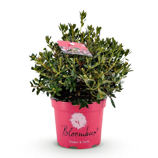 Green boutiQ - Zwerg-Rhododendron - Rhododendron Bloombux Magenta - Blühender Buchsbaum - Wenig Pflege - Rosa Blüte - 1 Pflanze - Topf 23cm - Höhe 45-55cm 