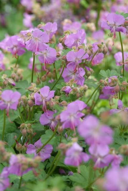 Storchschnabel – Geranium cantabrigiense 'Cambridge' – Ø9cm – 10-25 cm – 60 Pflanzen – pflegeleichter Bodendecker, rosa Blüten, bienenfreundlich