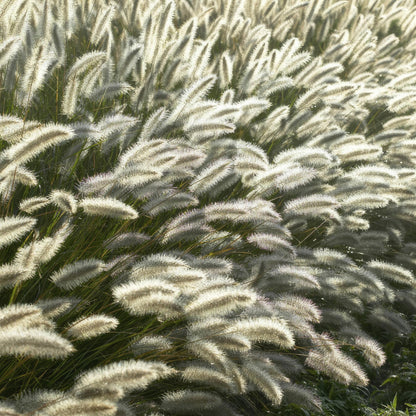 Pennisetum alopecuroides 'Hameln' – 48 Pflanzen – ↕10-25cm – Ø9cm – Ziergras mit cremigen Blütenähren – Winterhart & pflegeleicht 