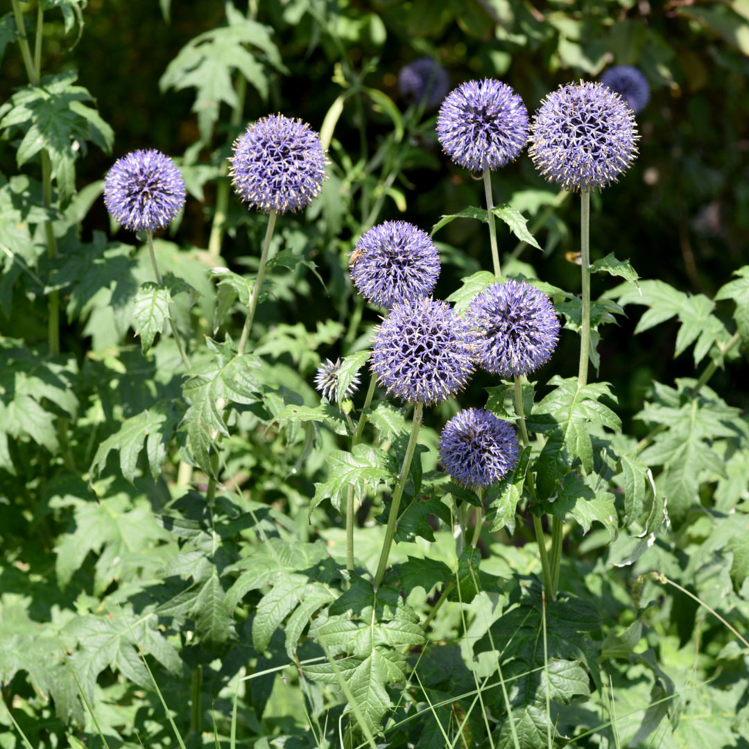 Kugeldistel Echinops ritro – 24 Pflanzen – 10-25cm – Ø9cm – Winterharte Staude mit stahlblauen Blütenkugeln – Bienenfreundliche Gartenpflanze für sonnige Beete
