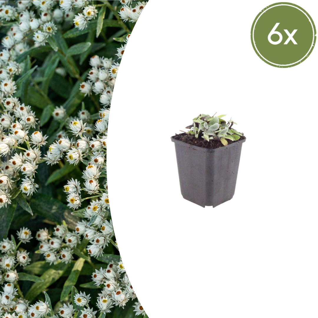 Perlkörbchen Anaphalis triplinervis – 6 Pflanzen Silberstaude mit weißen Blüten – 10-25cm – Ø9cm – Winterharte Staude für sonnige Beete & Steingarten