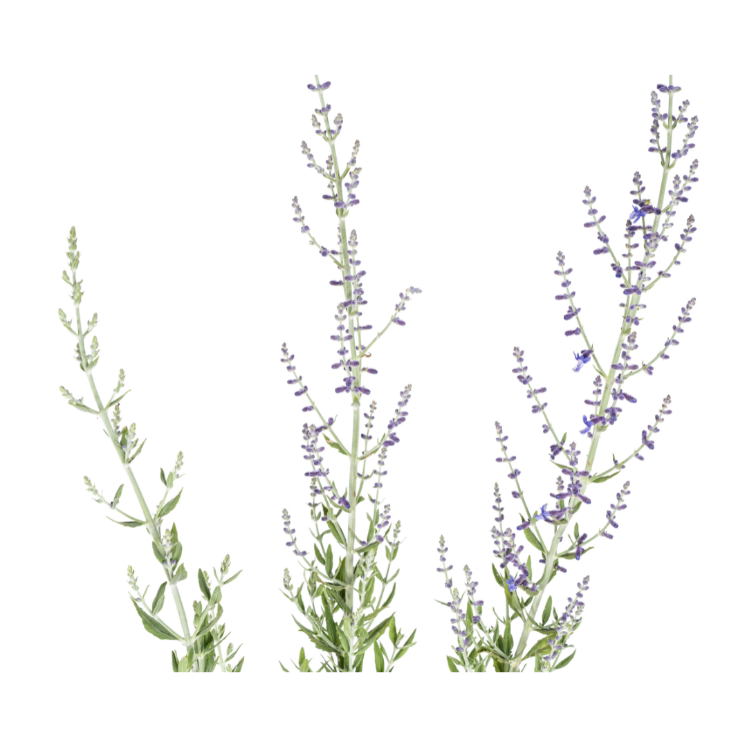 Perovskia atriplicifolia – Blauraute – Ø19cm – ↕50–60cm – Lavendelblaue Blüten – Aromatisches Ziergehölz für sonnige Beete & Steingärten 