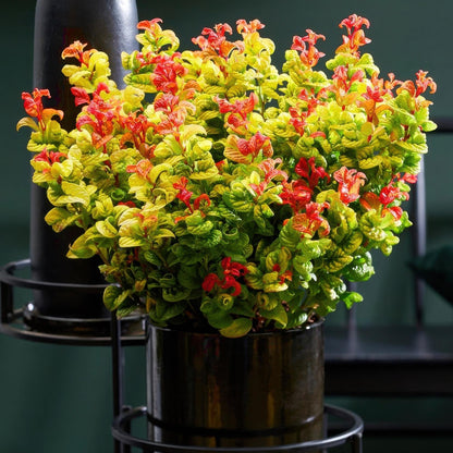 GreenboutiQ - Gartenpflanze - Leucothoe Curly Gold - Gelb - 2 Pflanzen - Immergrün - Wenig Pflege - Topf 17cm Höhe 40cm 