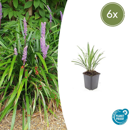 Lilientraube Liriope muscari 'Ingwersen' – ↕10-25cm – Ø9cm – 6 Pflanzen – Bodendecker, Immergrün, Violette Blüten, Winterhart, Pflegeleicht