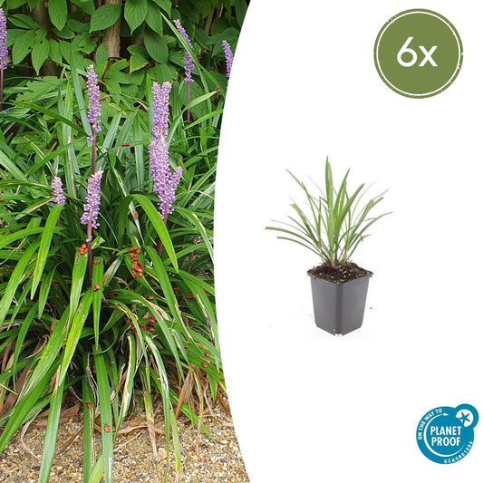 Lilientraube Liriope muscari 'Ingwersen' – ↕10-25cm – Ø9cm – 6 Pflanzen – Bodendecker, Immergrün, Violette Blüten, Winterhart, Pflegeleicht