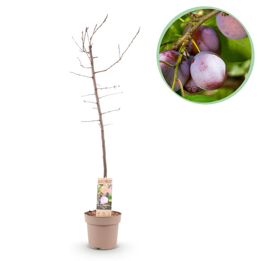 Pflaumenbaum – Prunus domestica 'Opal' – ca. 90 cm hoch – Topf Ø21 cm – gelb-rote Früchte – selbstfruchtend & ertragreich – Obstbaum für Garten & Terrasse 