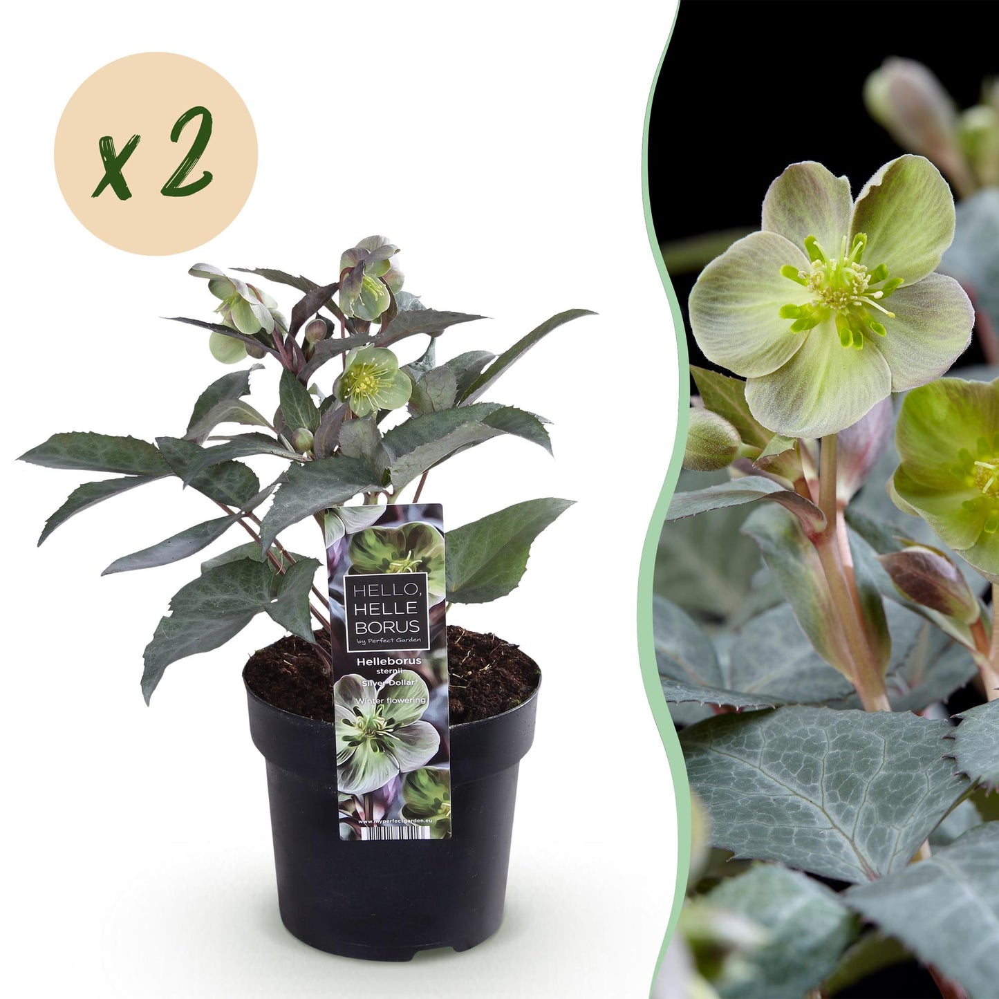 GreenboutiQ - Gartenpflanze - Lenten Rose - Helleborus sternii Silver Dollar - Grüne Blüte - 2 Pflanzen - Immergrün - Topf 14cm Höhe 35cm 