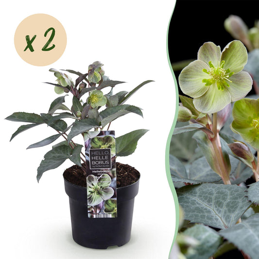 GreenboutiQ - Gartenpflanze - Lenten Rose - Helleborus sternii Silver Dollar - Grüne Blüte - 2 Pflanzen - Immergrün - Topf 14cm Höhe 35cm 
