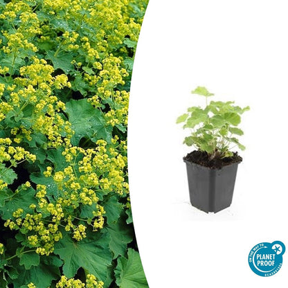 Alchemilla mollis – Frauenmantel – Staude mit dekorativem Laub & gelbgrüner Blüte – 24 Pflanzen –↕10-25cm – Ø9cm – pflegeleicht & winterhart
