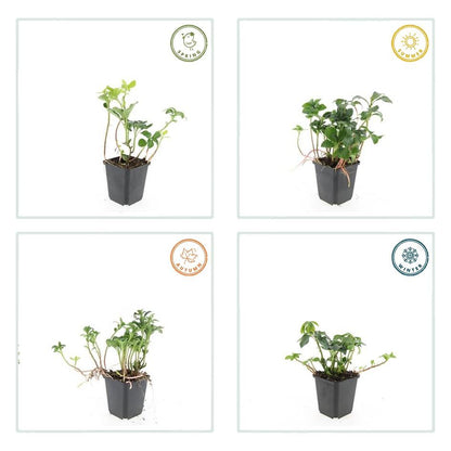 Schattengrün Pachysandra terminalis 'Green Sheen' – ↕10-25cm – Ø9cm – 60 Pflanzen – Immergrün – Winterhart – Bodendecker – Pflegeleicht – Schattiger Standort