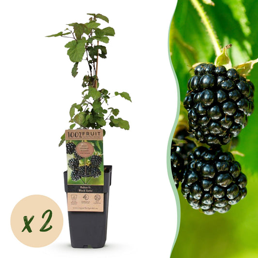 Green boutiQ - Fruit Plant - Rubus fruticosus Black Satin - Blackberry Plant - Hardy - Black Raspberry - 2 Plants - Pot 15cm - Height 50cm 