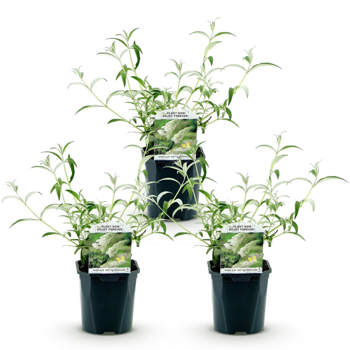 Green boutiQ - Garden Plant - Buddleja davidii White Profusion - Butterfly Bush - Hardy - White - 3 Plants - Pot 17cm - Height 45cm 
