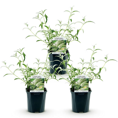 Green boutiQ - Garden Plant - Buddleja davidii White Profusion - Butterfly Bush - Hardy - White - 3 Plants - Pot 17cm - Height 45cm 