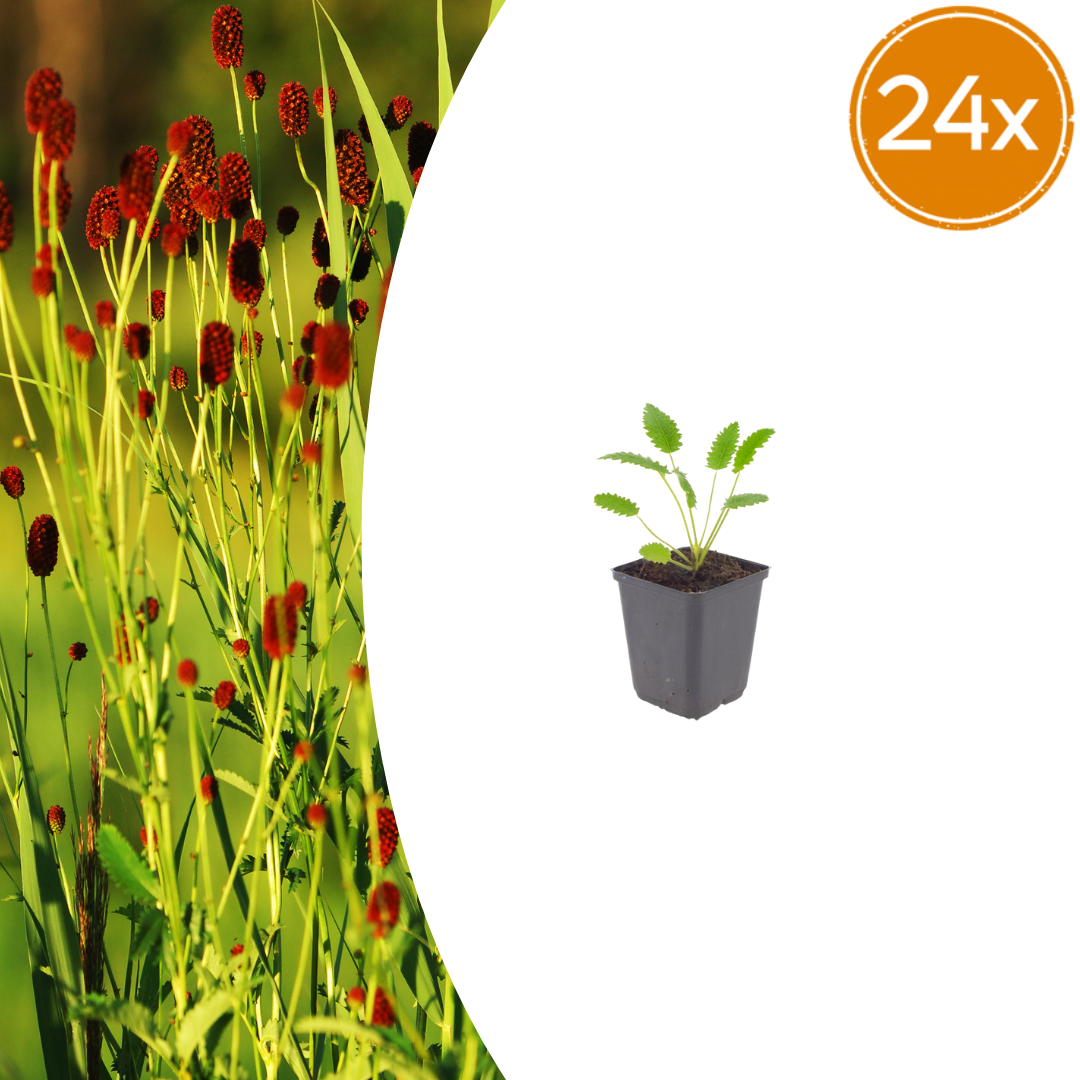 Sanguisorba officinalis Tanna – 24 Pflanzen – Ø9cm – Höhe 10-25cm – Winterharte Staude – Dunkelrosa Blütenähren – Bienenfreundlich für Beet & Präriegarten