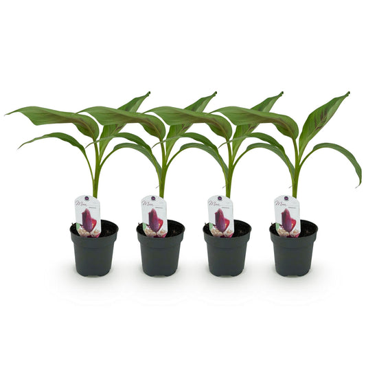 Bananenpflanze Musa sikkimensis Red Tiger – 4 Pflanzen – Ø12 cm – Höhe ca. 30 cm – Exotische Zimmer- & Terrassenpflanze 