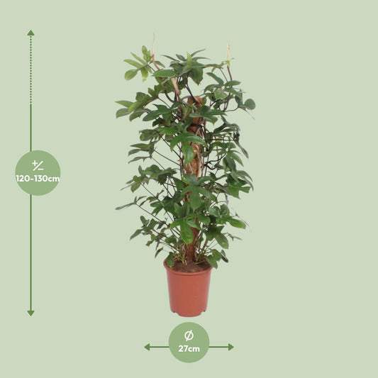 Baumfreund - Philodendron Pedatum - Zimmerpflanze - Ø27cm - ↕130cm