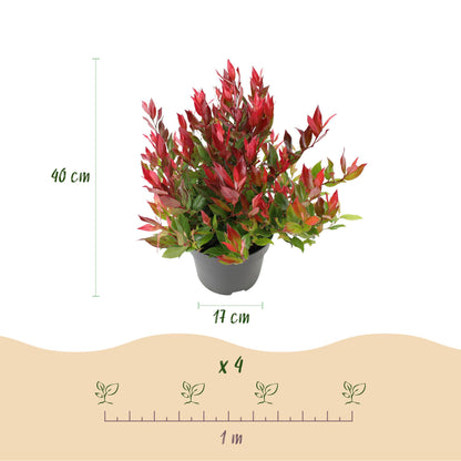 GreenboutiQ - Gartenpflanze - Leucothoe Little Flame - Rot - 2 Pflanzen - Immergrün - Pflegeleicht - Topf 17cm Höhe 45cm 