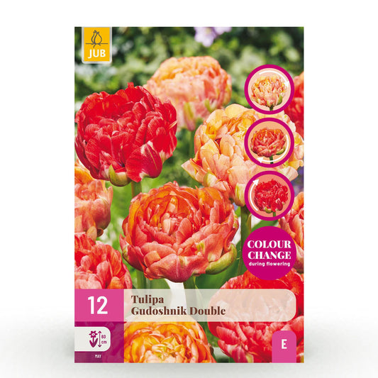 GreenboutiQ - Blumenzwiebeln - Tulp Gudoshnik Double - Doppelblütig - 12 Stück - Zwiebelgröße 11/12 - XXL Pack 