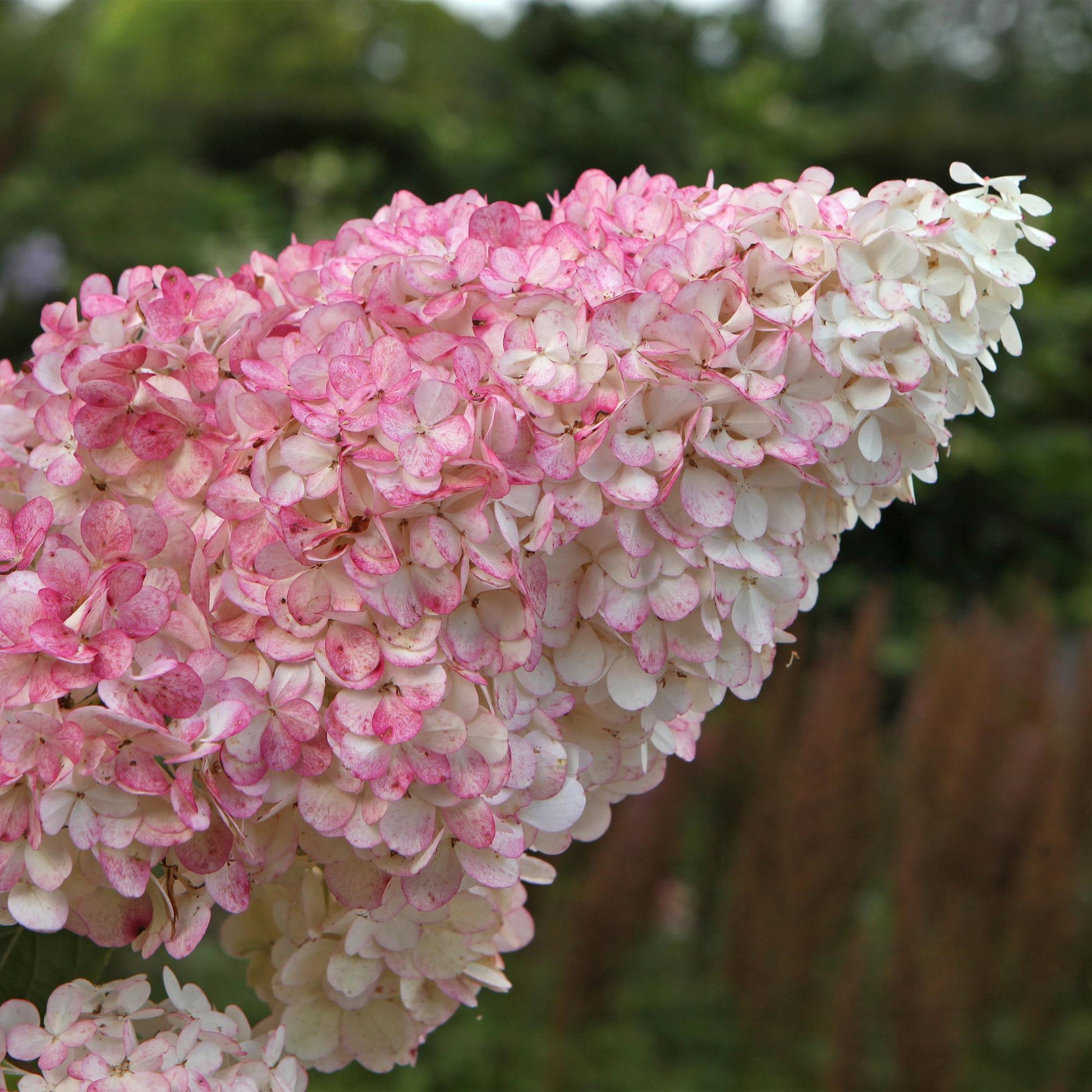 Rispenhortensie – Hydrangea panniculata Vanille Fraise – Blüte Weiß-Rosa – 3 Pflanzen für 1m² – Laubabwerfend – Große Blüten – 17cm – Höhe ca. 50cm 