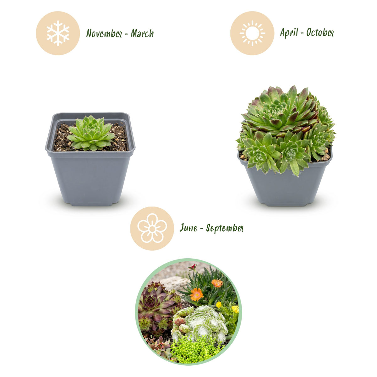Alpen-Mix – Sortenmix für den Steingarten – 6 Pflanzen – Topf Ø7cm – Höhe 10-12cm