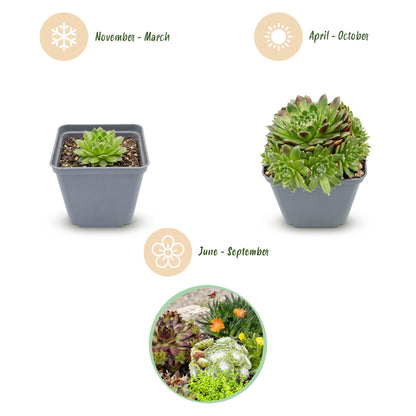 Alpen-Mix – Sortenmix für den Steingarten – 6 Pflanzen – Topf Ø7cm – Höhe 10-12cm
