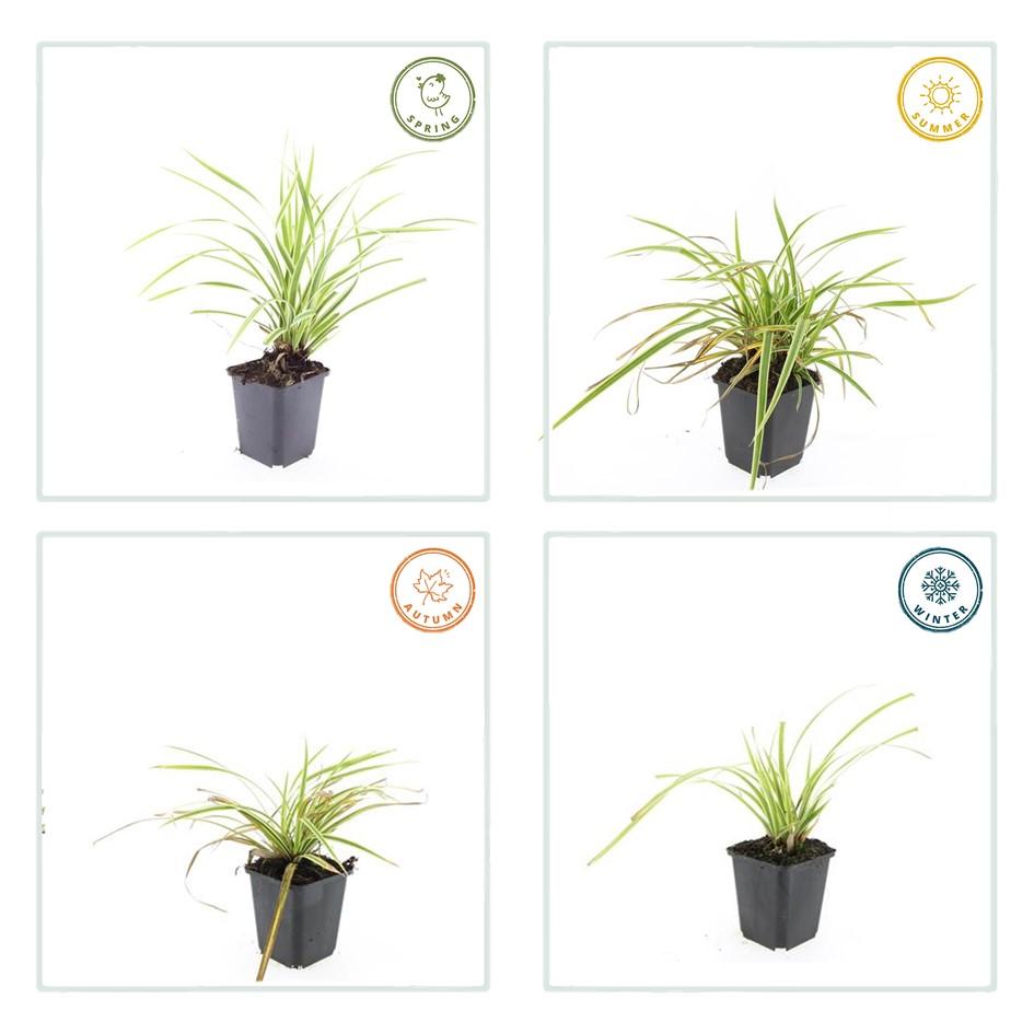 Goldrand Segge Carex morrowii 'Aureovariegata' – ↕10-25cm – Ø9cm – 40 Pflanzen – Japan-Segge – Immergrünes Ziergras – Halbschatten & Schatten – Pflegeleicht
