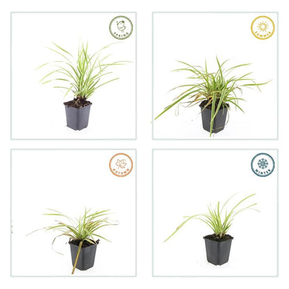 Goldrand Segge Carex morrowii 'Aureovariegata' – ↕10-25cm – Ø9cm – 40 Pflanzen – Japan-Segge – Immergrünes Ziergras – Halbschatten & Schatten – Pflegeleicht