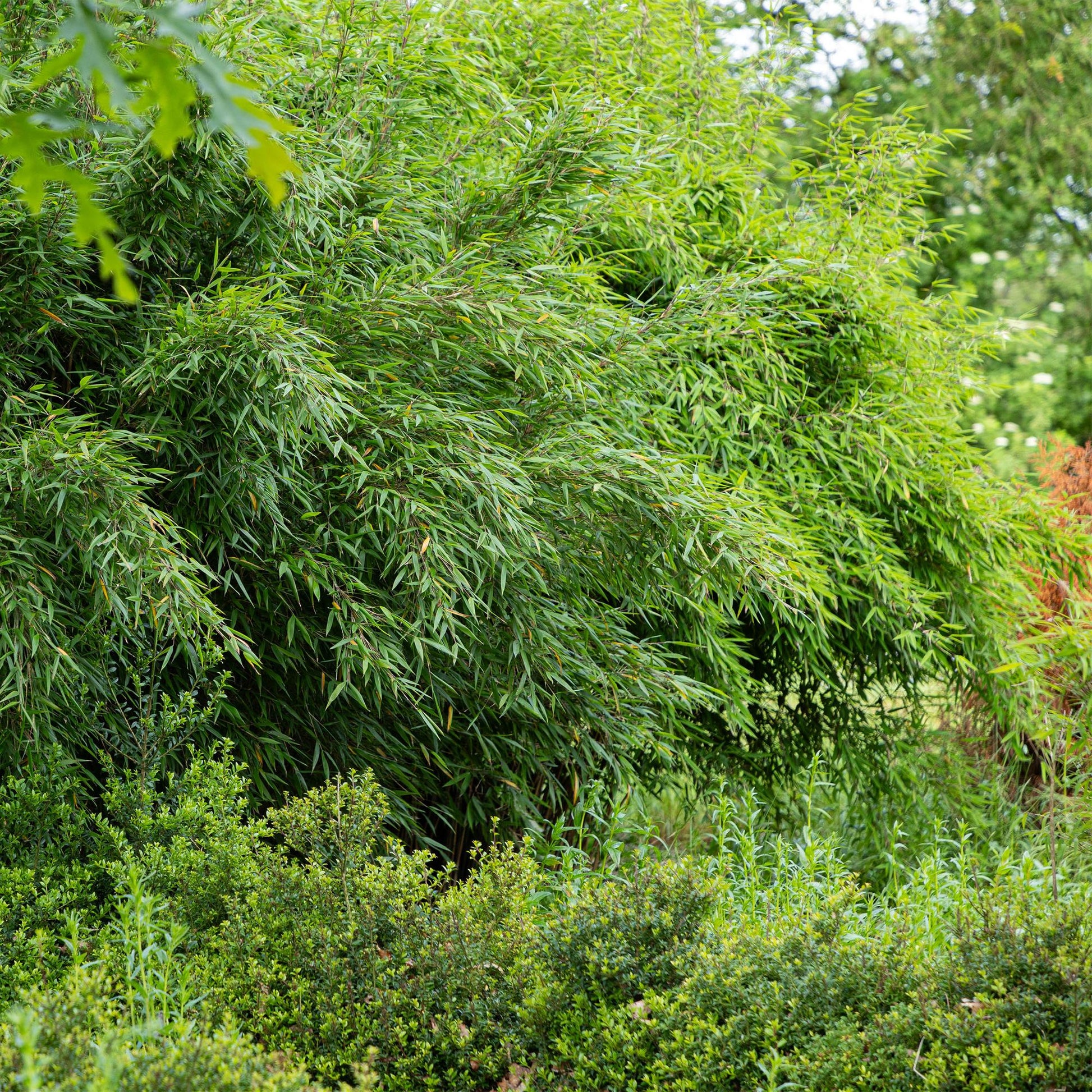 Green boutiQ - Gräser - Fargesia nitida Red Dragon - Bambus - Nicht Wuchernd - Grün - 2 Pflanzen - Topf 23 cm - Höhe 80 cm 