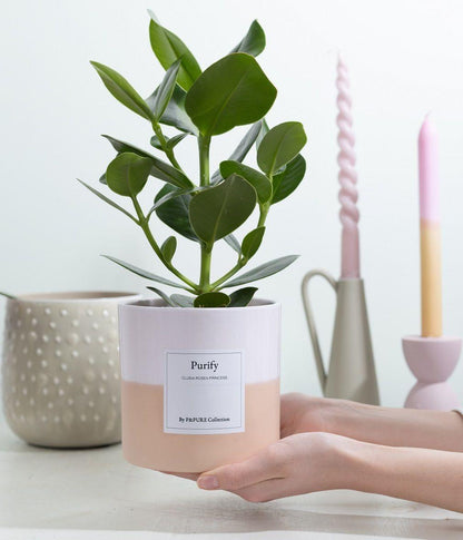 Clusia Rosea Gift "Purify" WITH GREETING CARD! - Ø12cm - ↕30cm 