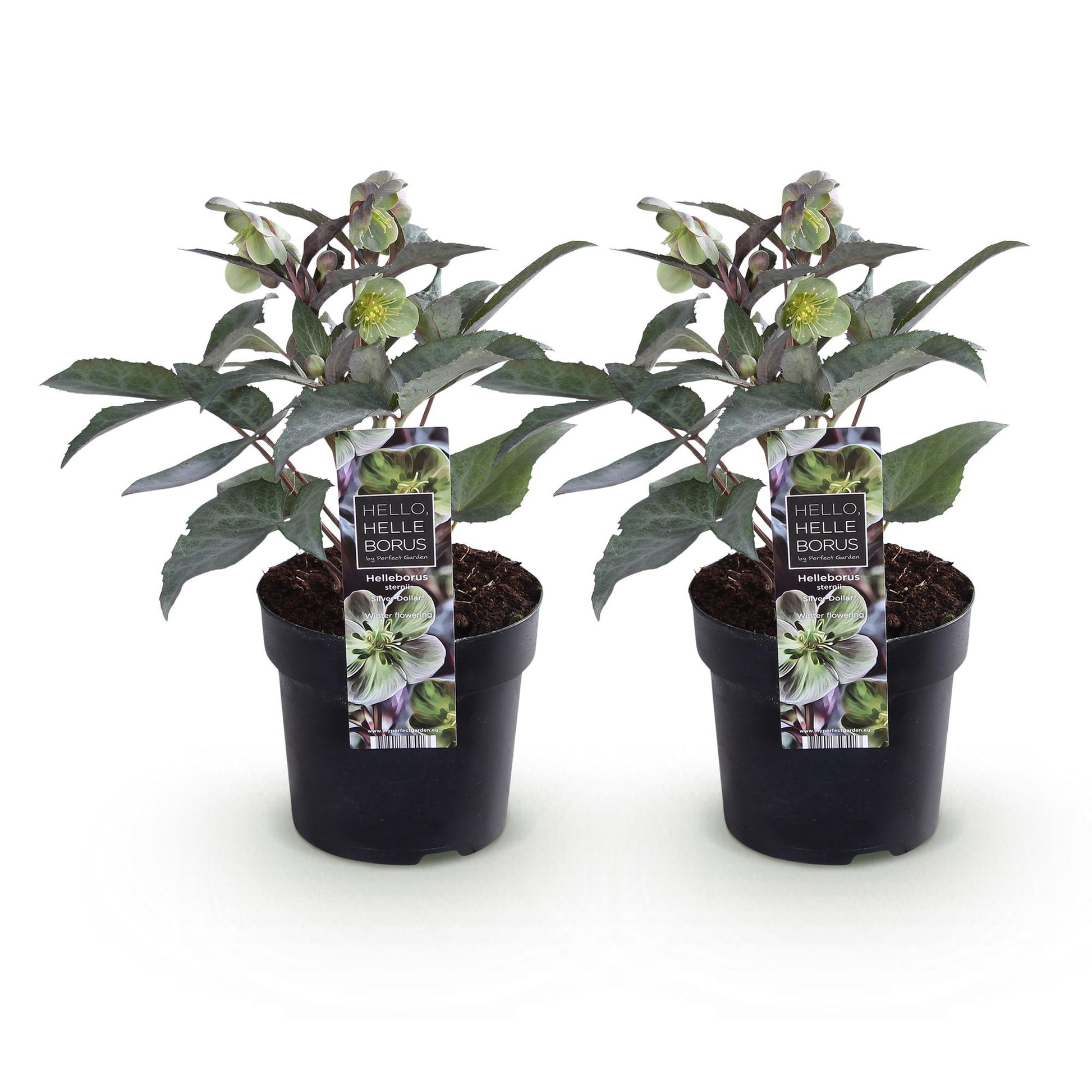 GreenboutiQ - Gartenpflanze - Lenten Rose - Helleborus sternii Silver Dollar - Grüne Blüte - 2 Pflanzen - Immergrün - Topf 14cm Höhe 35cm 