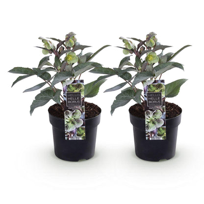 GreenboutiQ - Gartenpflanze - Lenten Rose - Helleborus sternii Silver Dollar - Grüne Blüte - 2 Pflanzen - Immergrün - Topf 14cm Höhe 35cm 