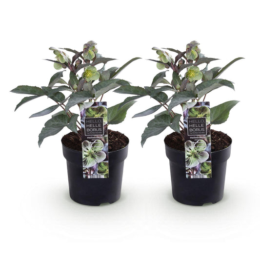 GreenboutiQ - Gartenpflanze - Lenten Rose - Helleborus sternii Silver Dollar - Grüne Blüte - 2 Pflanzen - Immergrün - Topf 14cm Höhe 35cm 