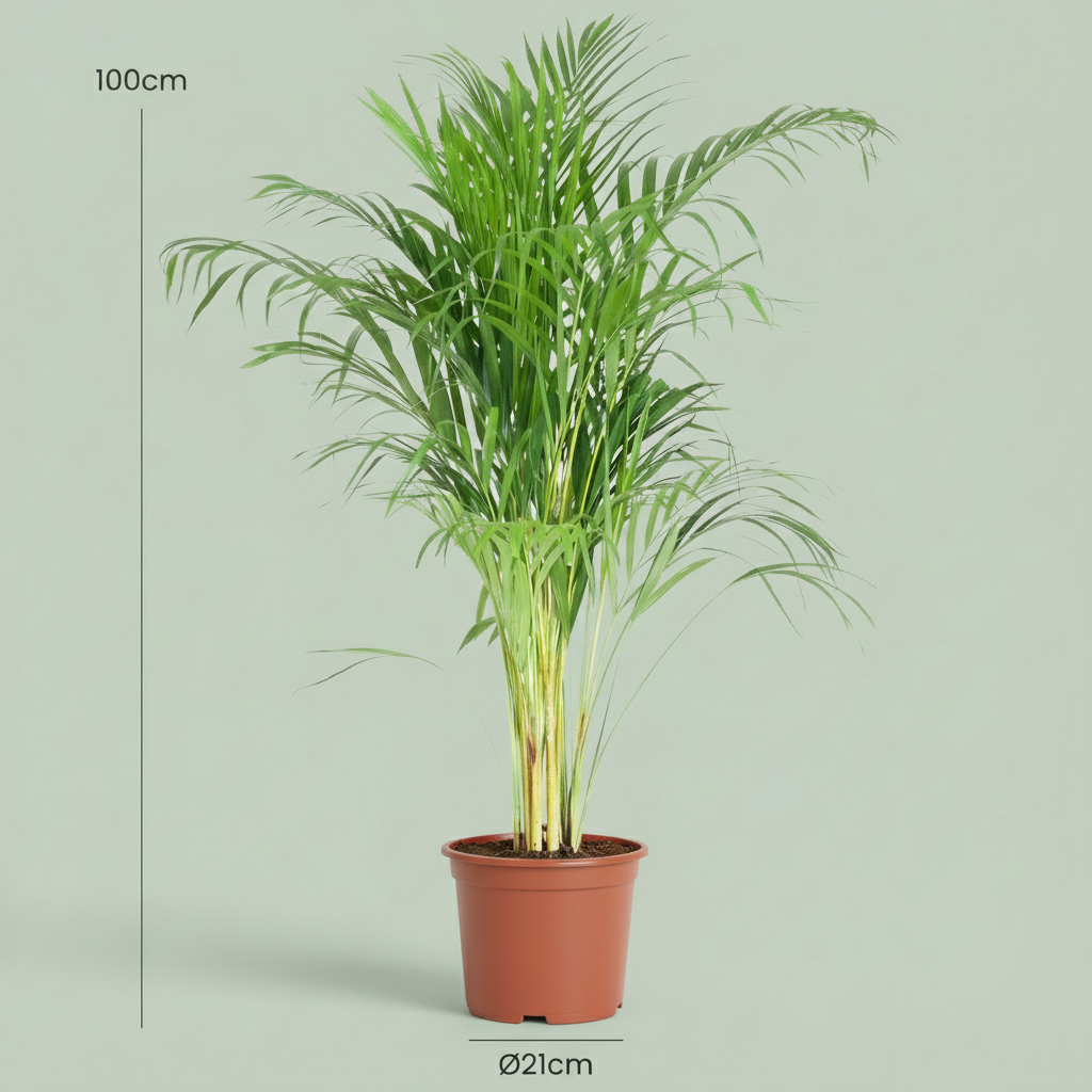 Green boutiQ - Plante d'intérieur - Palmier doré - Dypsis Lutescens Areca - Vert - Entretien facile - 1 Plante - Pot 21cm - Hauteur 90 - 100cm 