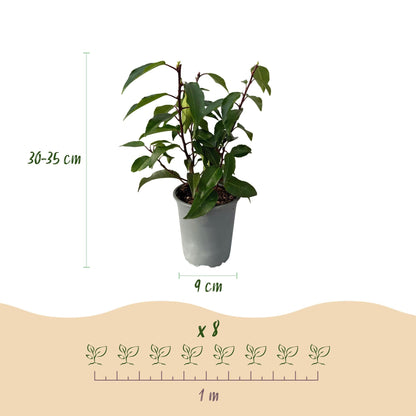 Prunus lusitanica Angustifolia – Chickasa-Pflaume – Immergrüne Heckenpflanze – Blatt Grün – 9 cm x H30–35 cm – pflegeleicht – 8 Pflanzen 