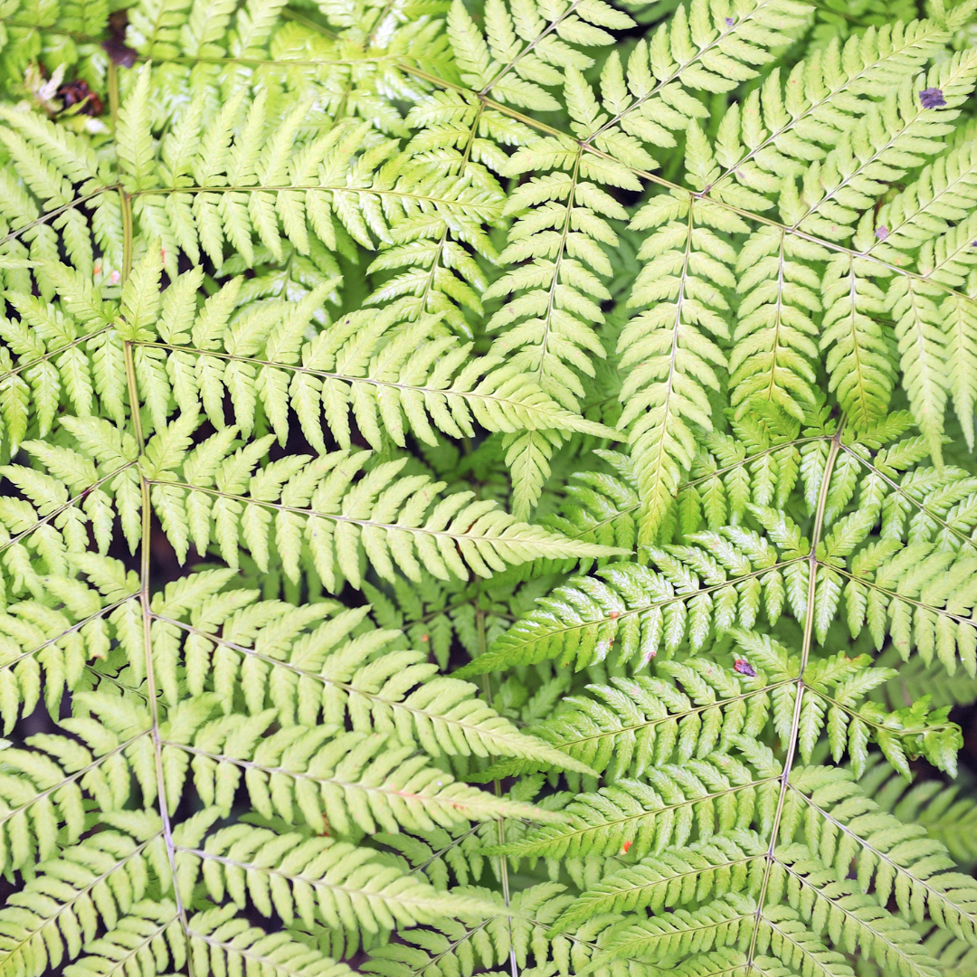 Dryopteris filix-mas – 48 Pflanzen Männerfarn Wurmfarn – 10-25cm – Ø9cm – Winterharter Gartenfarn für Schatten & Halbschatten – Zierfarn für Unterpflanzung