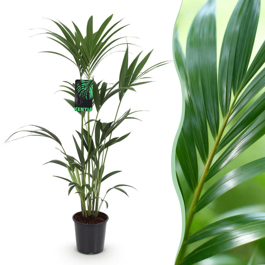 Howea Forsteriana – Kentia-Palme – 120–130cm – 21cm – Pflegeleichte Zimmerpalme mit eleganten Wedeln – Robuste, luftreinigende Grünpflanze für moderne Innenräume 