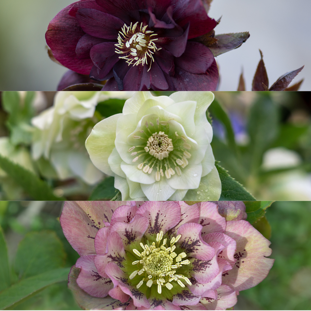 Helleborus Specials - 3 x Ø 14 cm - ↨ 25 cm 