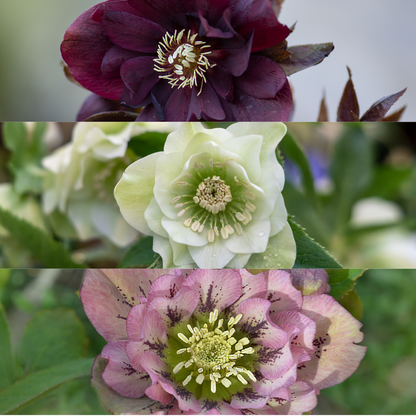 Helleborus Specials - 3 x Ø 14 cm - ↨ 25 cm 