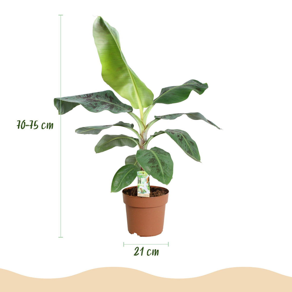 Green boutiQ - Zimmerpflanzen - Musa acuminata Dwarf Cavendisch - Bananenpflanze - Wenig Pflege - Grün - 1 Pflanze - mit Potter Grau - Topf 21cm - Höhe 70-75cm 