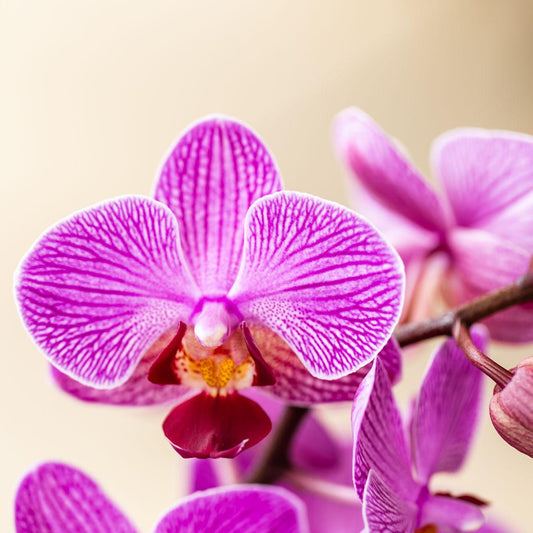 Orchideen Überraschungsbox – 2 Orchideen - 9cm - Frisch vom Züchter - Perfektes Geschenk & Pflanzen-Überraschung