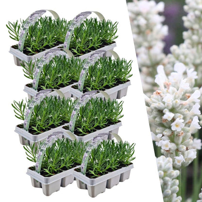 Echter Lavendel angustifolia White – 48 Pflanzen – Ø7cm - ca. 15cm hoch – Mehrjähriger weiß blühender Lavendel – Duftend, robust & pflegeleicht 