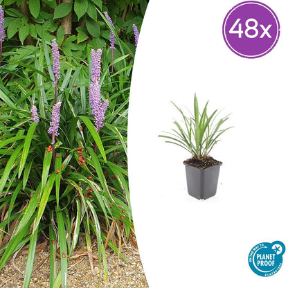 Liriope muscari 'Ingwersen' – 48 Pflanzen – Immergrüner Bodendecker – Ø9cm – ↕10–25cm – Violette Blütenrispen – Für Sonne & Schatten – Winterhart & pflegeleicht 