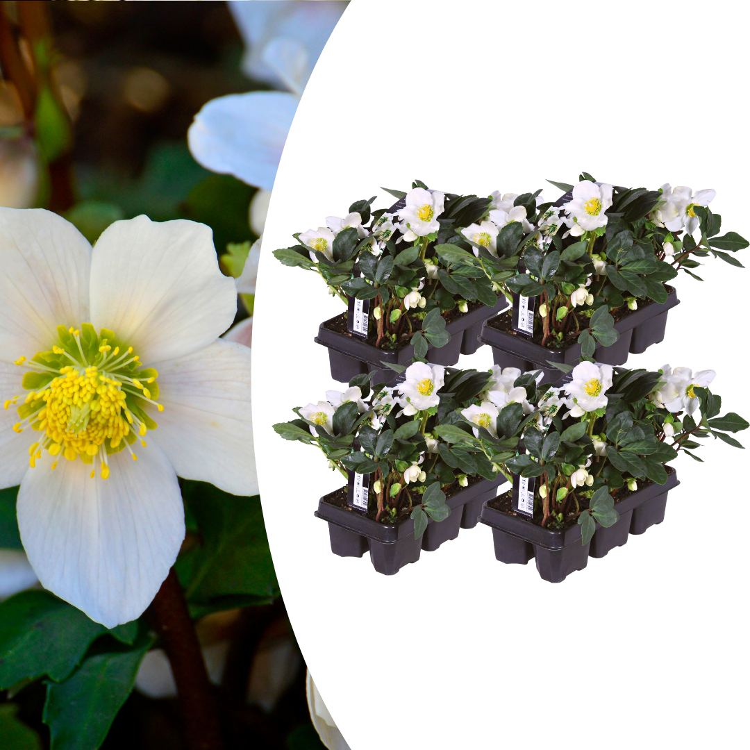 Helleborus niger ‘Christmas Carol’ Schneerose– 24 Pflanzen – Christrosen Winterblüher – Immergrüne & winterharte Stauden mit weißen Blüten – Für Beet, Garten & Kübelpflanzung 