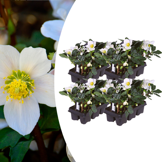 Helleborus niger ‘Christmas Carol’ Schneerose– 24 Pflanzen – Christrosen Winterblüher – Immergrüne & winterharte Stauden mit weißen Blüten – Für Beet, Garten & Kübelpflanzung 