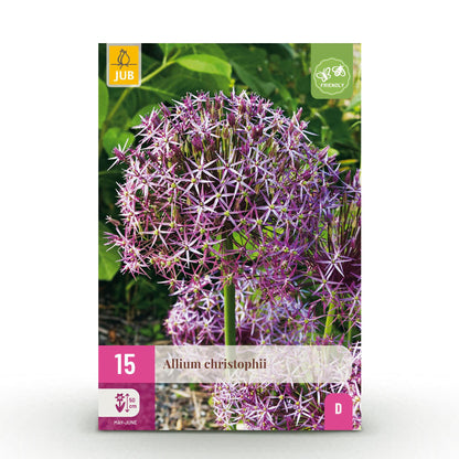 GreenboutiQ - Blumenzwiebeln - Allium Christophii - Farbe Lila - 15 Stück - Zwiebelgröße 10/2 - XXL Pack 
