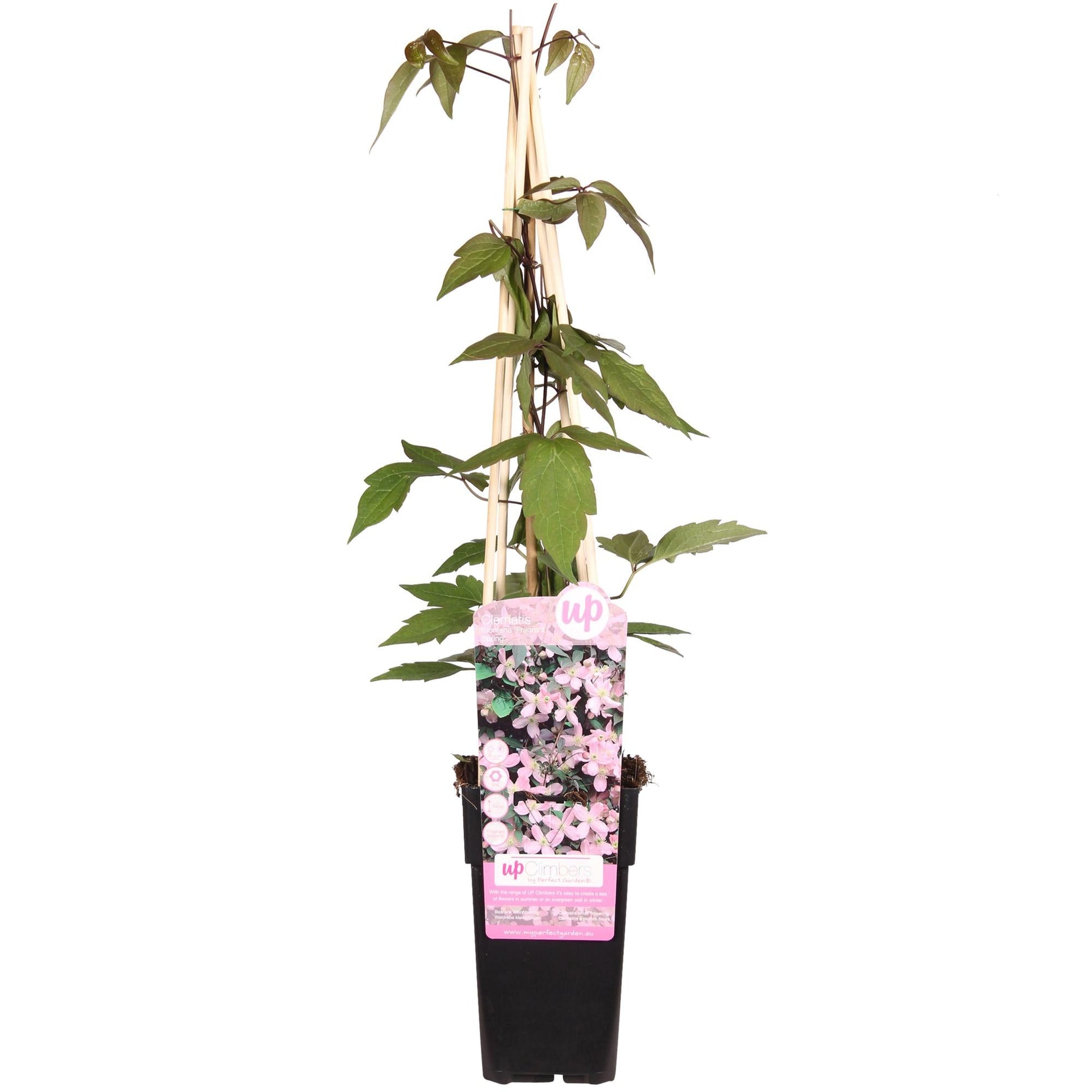 Waldrebe – Clematis Montana 'Fragrant Spring' – Ø15cm – ↨65cm – Kletterpflanze mit rosa Blüten – Schnellwüchsig & duftend 