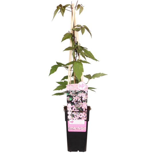 Waldrebe – Clematis Montana 'Fragrant Spring' – Ø15cm – ↨65cm – Kletterpflanze mit rosa Blüten – Schnellwüchsig & duftend 