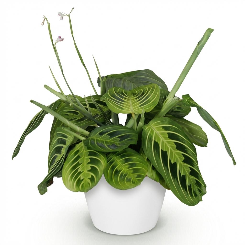 Green boutiQ - Zimmerpflanze - Maranta Fascinator Lemon Lime - Gebetspflanze - Haustierfreundliche Pflanze - Grün - 1 Pflanze - mit Potter Weiß - Topf 12cm - Höhe 25cm 