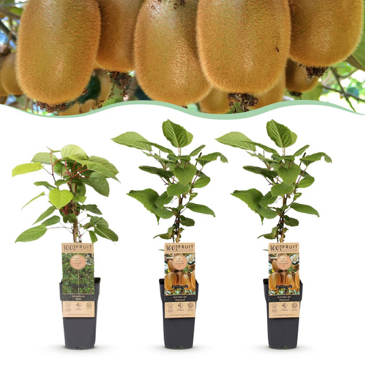 Green boutiQ - Fruit plant - Actinidia Weiki & Hayward - Kiwi plant - 1 Male - 2 Female - Plants - Green - Pot 15cm - Height 50cm 